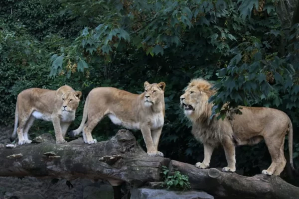 Lions are seen in their compound at the Artis Amsterdam Royal Zoo in Amsterdam, Netherlands in this handout photo released to media on January 28, 2021. Picture taken September 7, 2020. Artis Amsterdam Royal Zoo/Handout via REUTERS